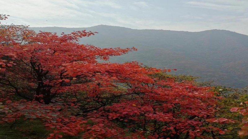 101681098144114155.jpg image1_800x450.jpeg