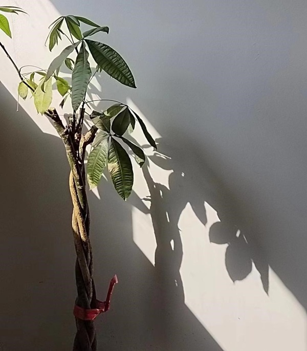131702452302562230.jpg 彌明言__1.jpg